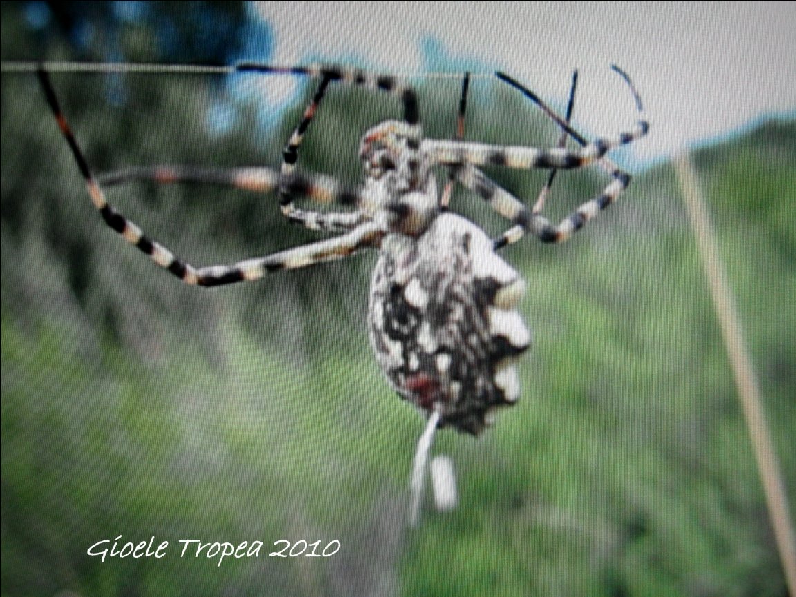 Argiope lobata